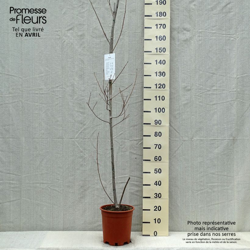 Populus canadensis Robusta - Canadian Poplar sample as delivered in spring