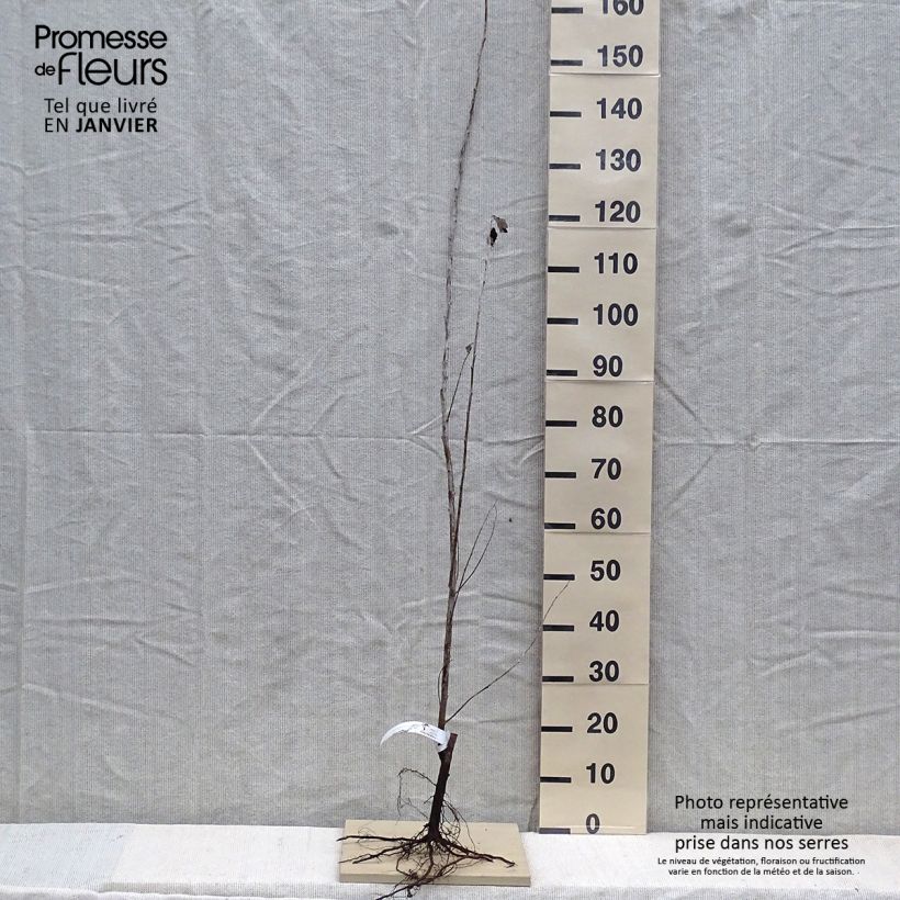 Populus alba Nivea - White Poplar sample as delivered in winter