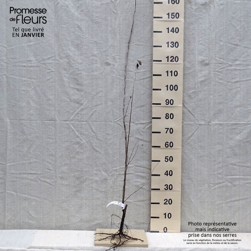 Populus alba Nivea - White Poplar Bare root sample as delivered in winter