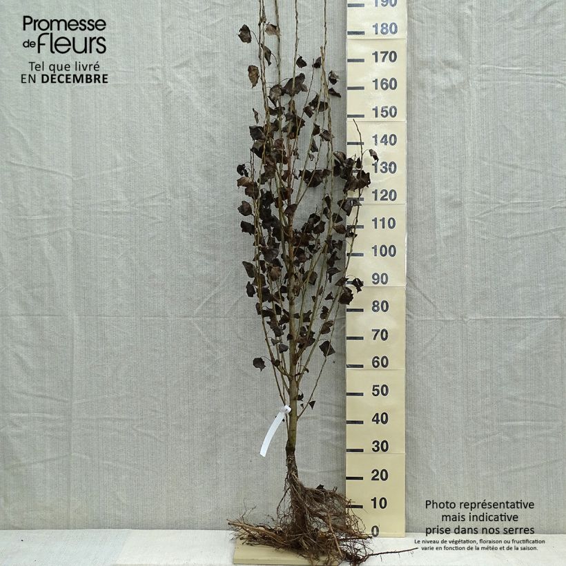 Populus nigra Italica - Black Poplar sample as delivered in winter