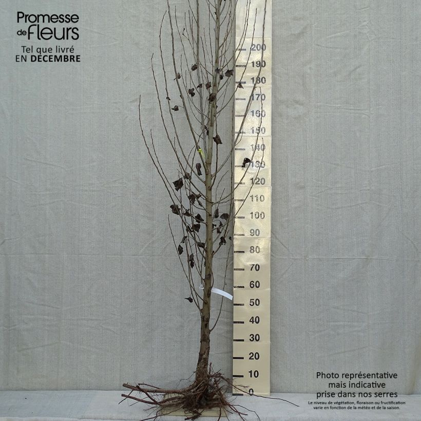 Populus nigra Italica - Black Poplar Bare root sample as delivered in winter