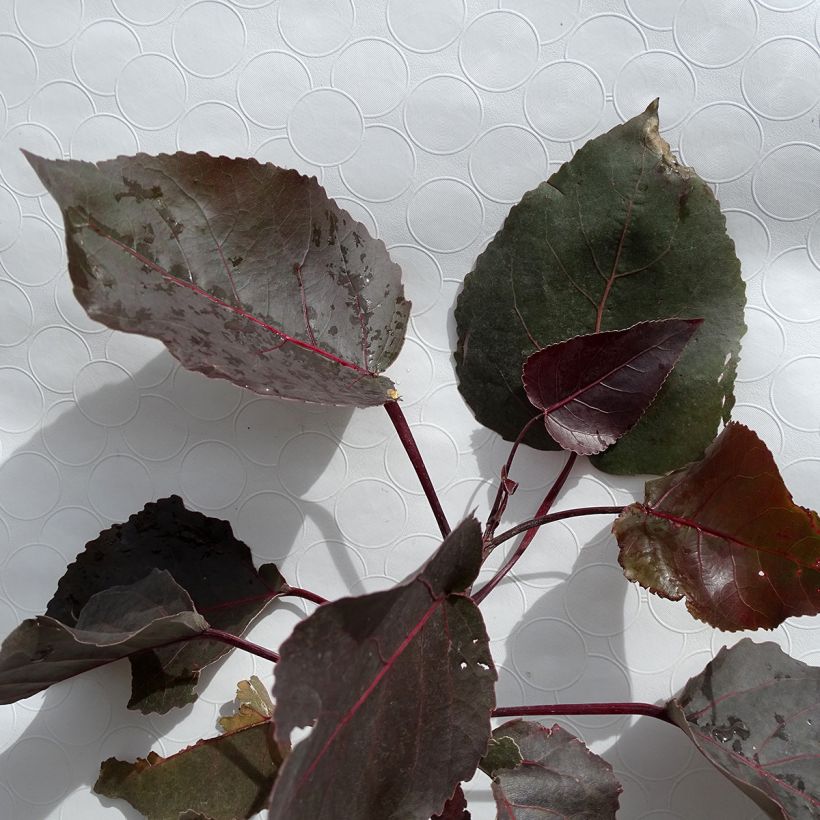 Populus deltoides Purple Tower - Eastern Cottonwood (Foliage)