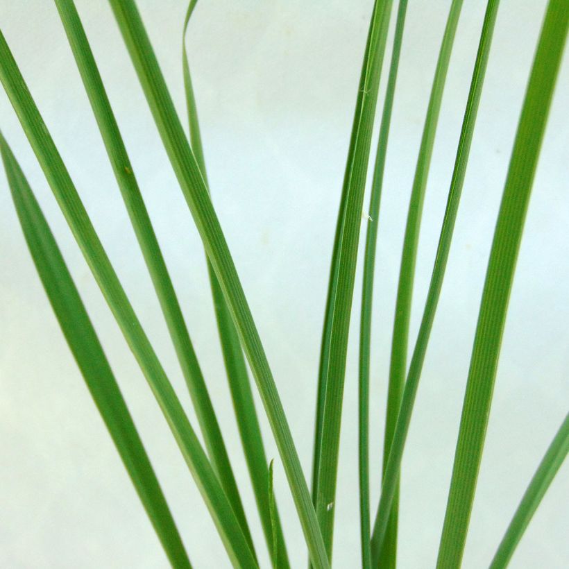 Anthericum liliago (Foliage)