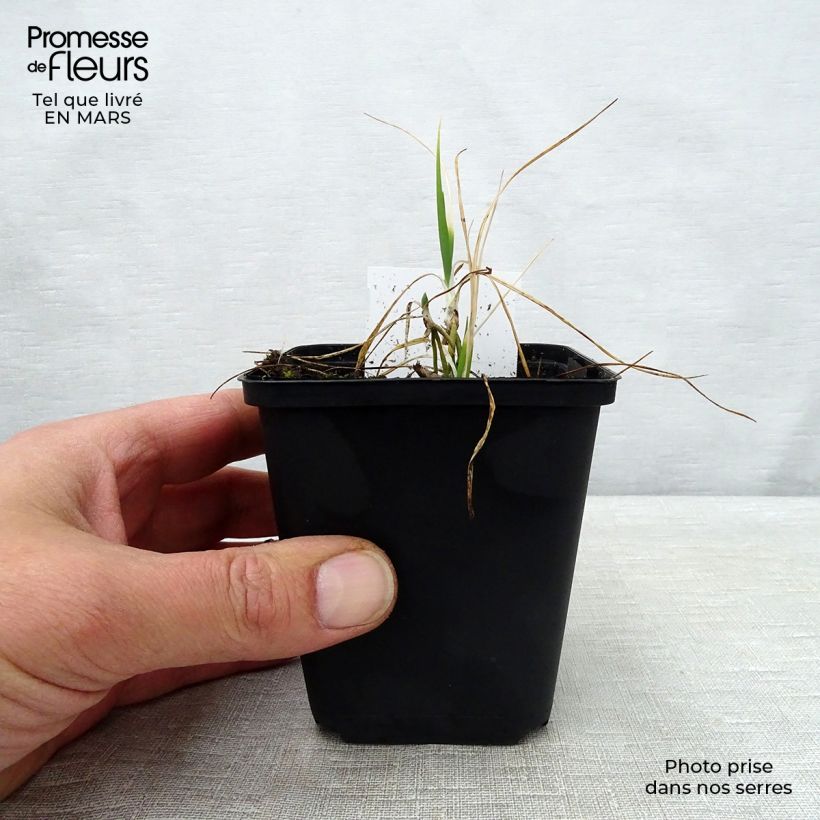 Anthericum liliago sample as delivered in spring