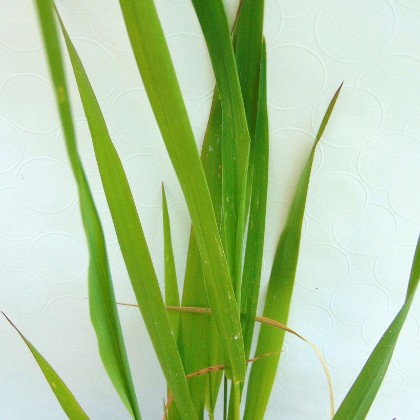 Phalaris arundinaceae  (Foliage)