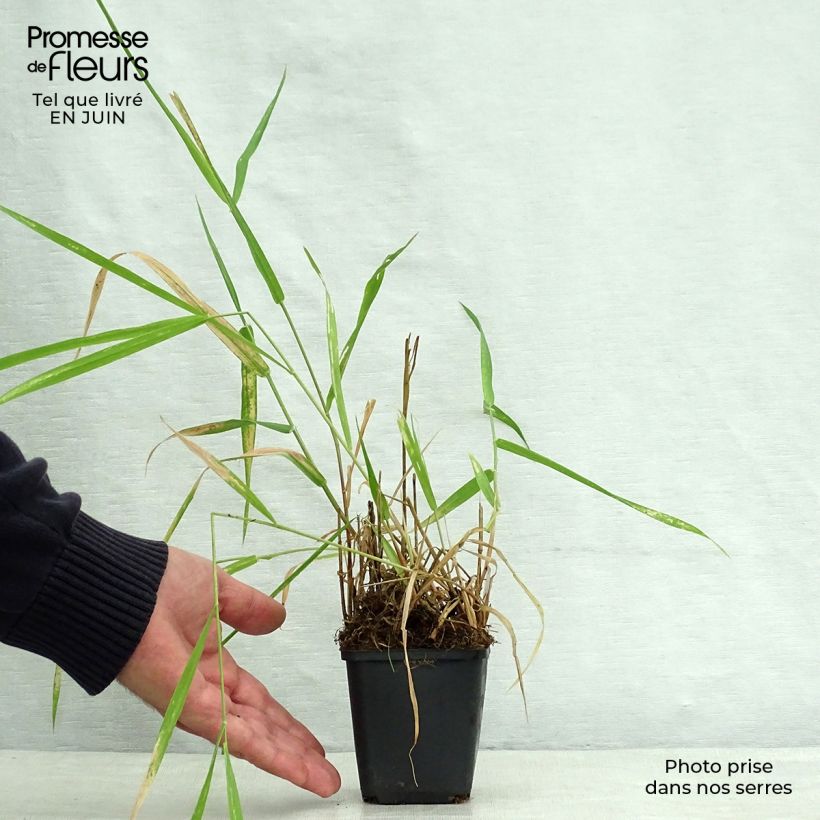 Phalaris arundinaceae  8/9 cm pot sample as delivered in summer