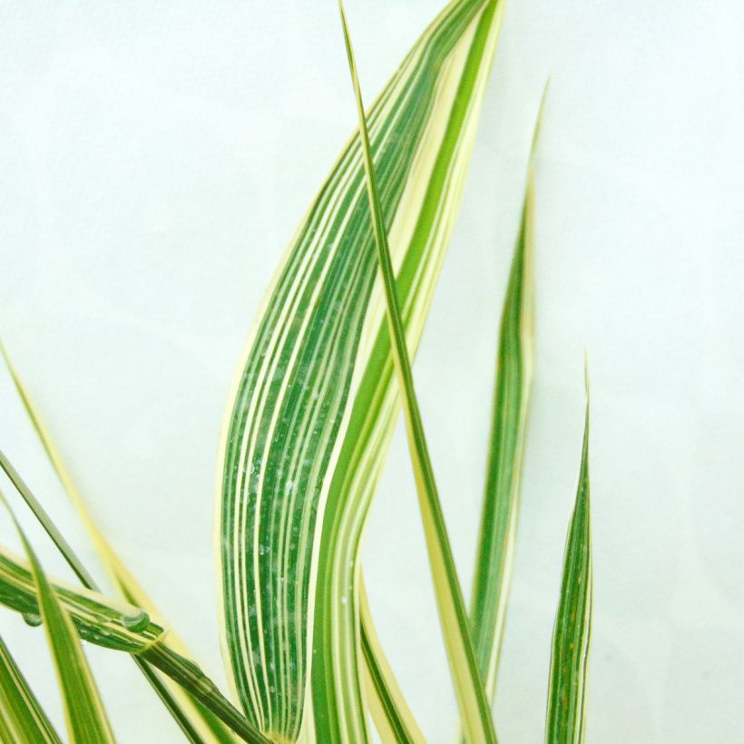 Phalaris arundinacea Picta (Foliage)