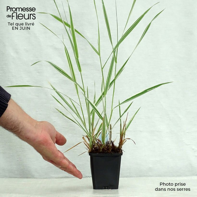 Phalaris arundinacea Picta 8/9 cm pot sample as delivered in summer