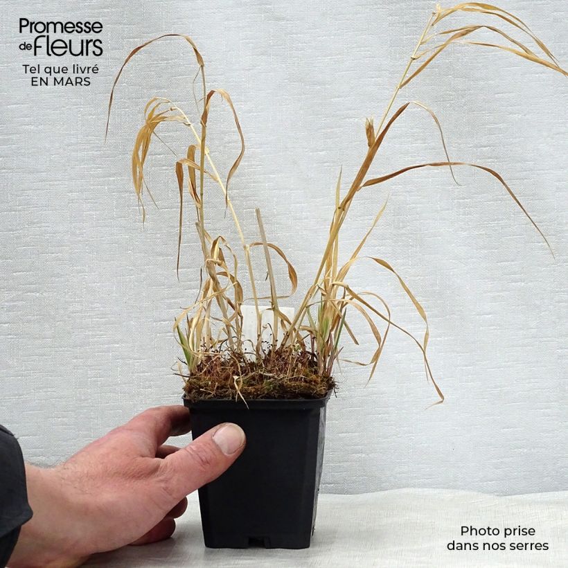 Phalaris arundinacea Picta sample as delivered in spring
