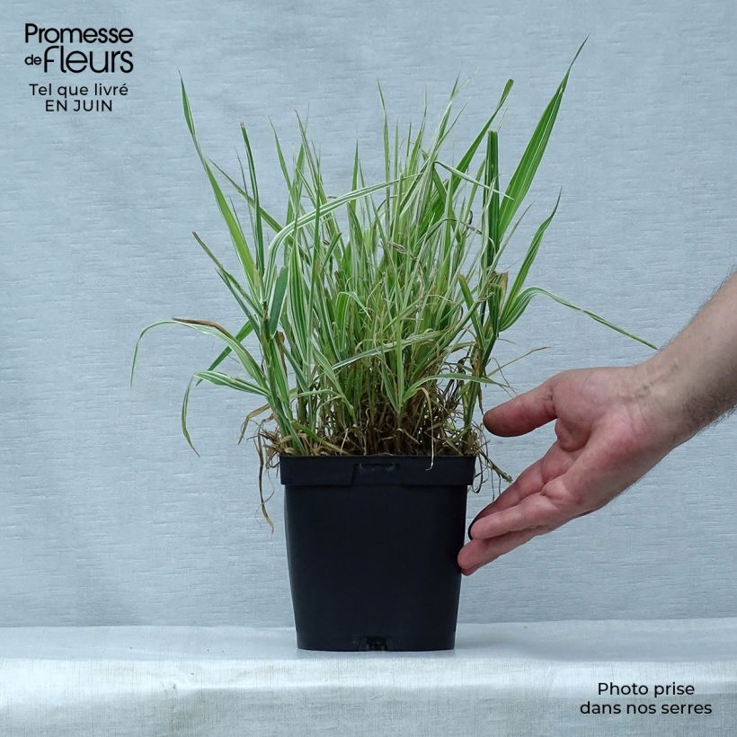 Phalaris arundinacea Picta 2L/3L pot sample as delivered in summer