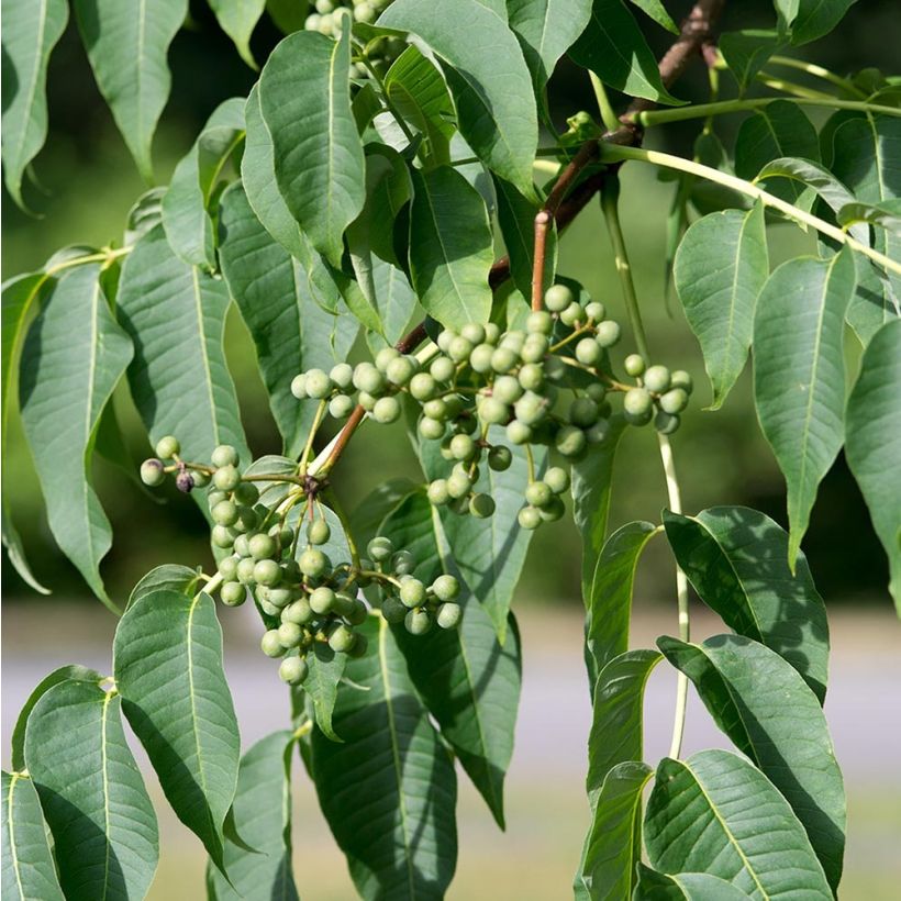 Phellodendron amurense (Harvest)