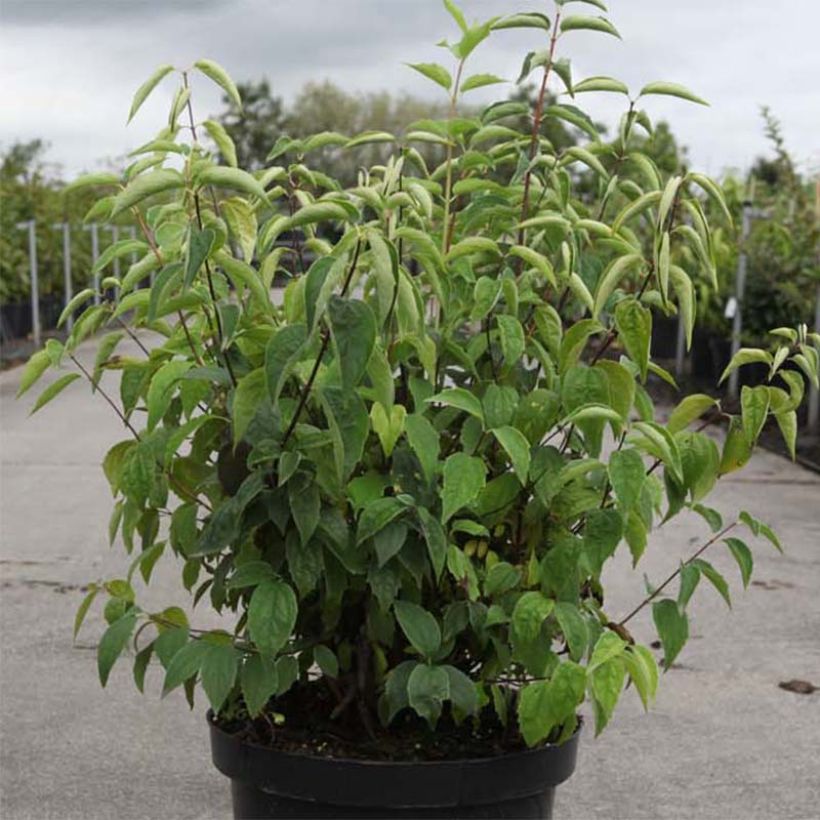 Philadelphus  virginalis Albâtre - Mock Orange (Plant habit)