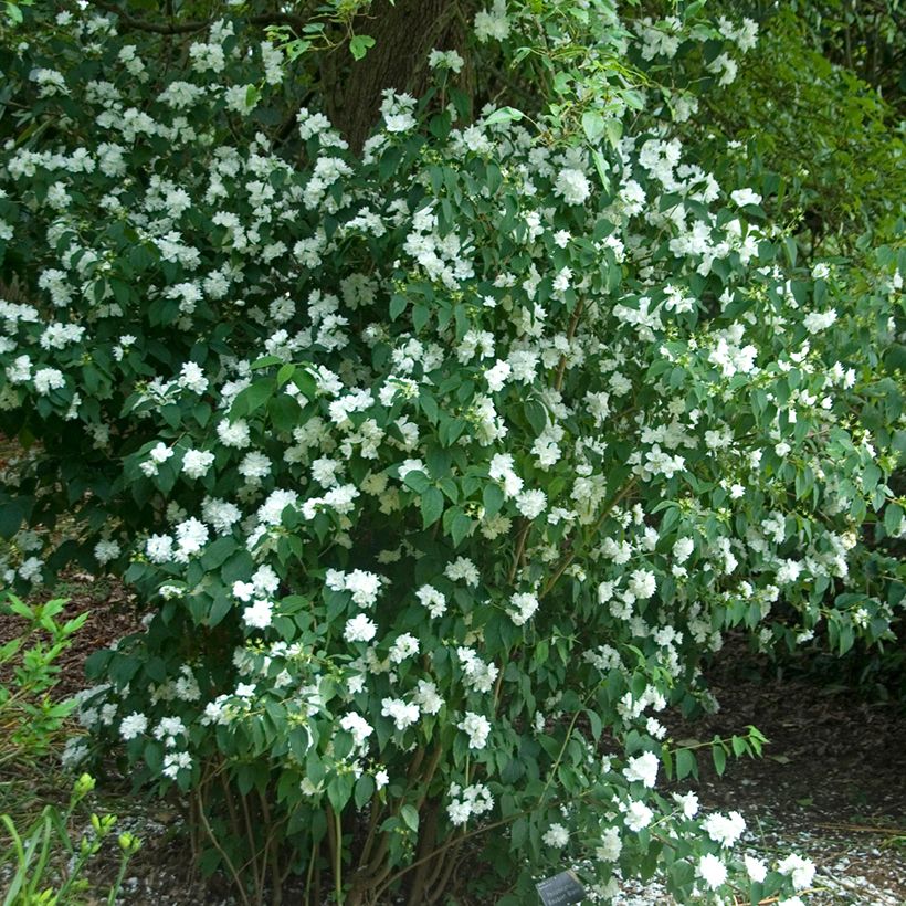 Philadelphus Bouquet Blanc - Mock Orange (Plant habit)