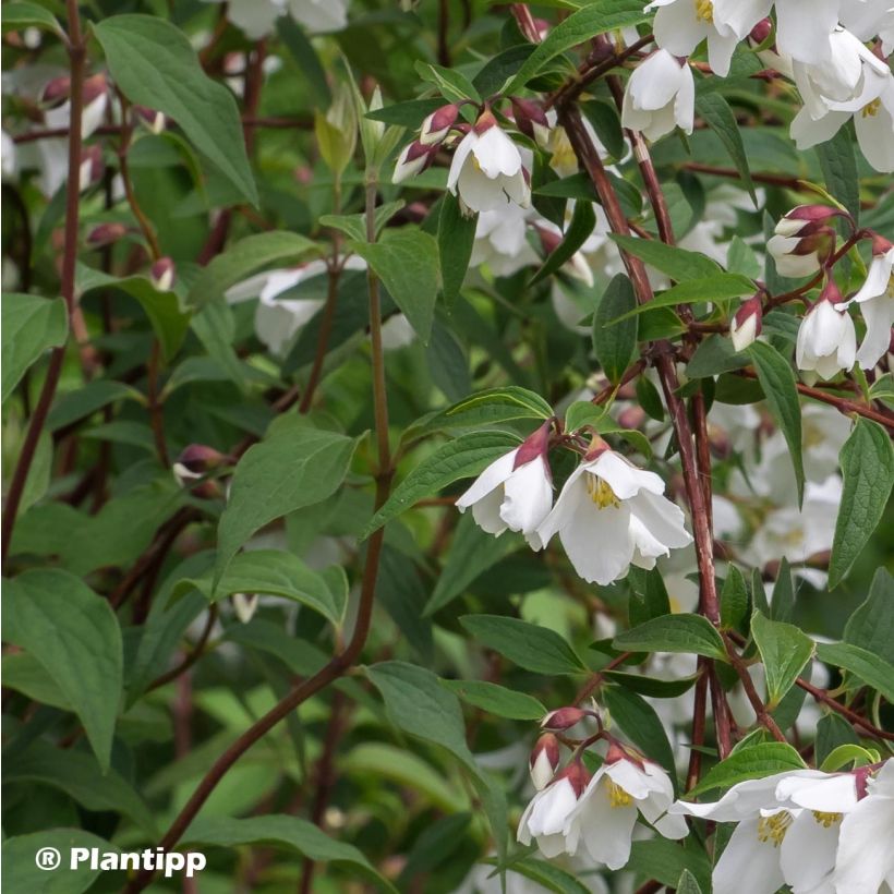 Philadelphus Dainty Lady - Mock Orange (Foliage)