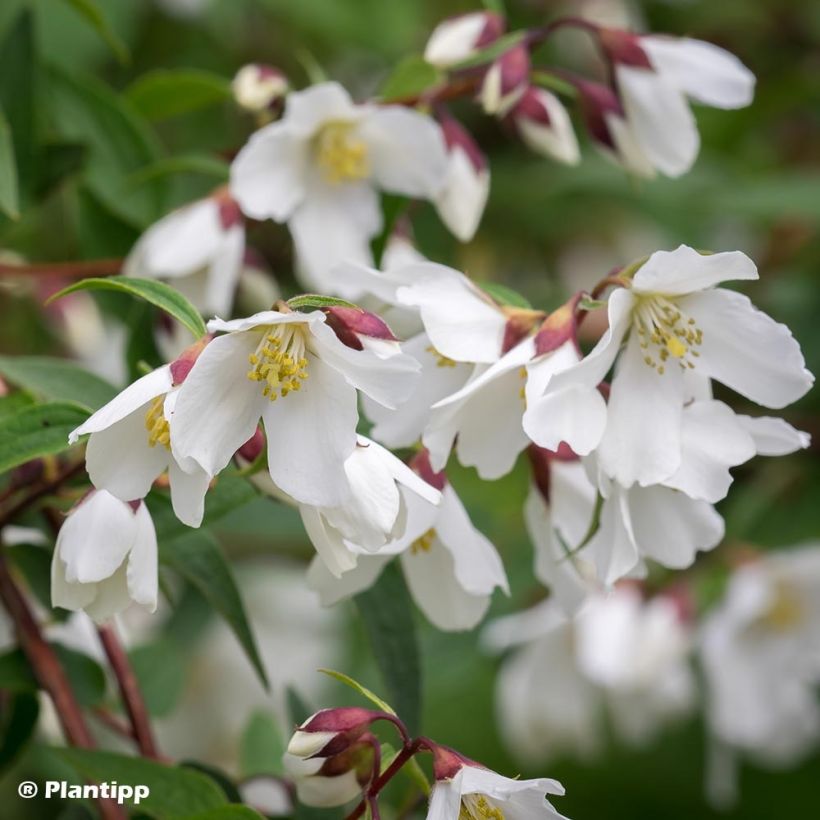 Philadelphus Dainty Lady - Mock Orange (Flowering)