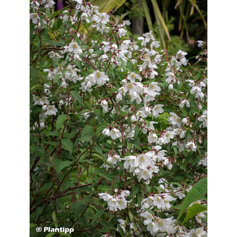 Philadelphus Dainty Lady - Mock Orange (Plant habit)