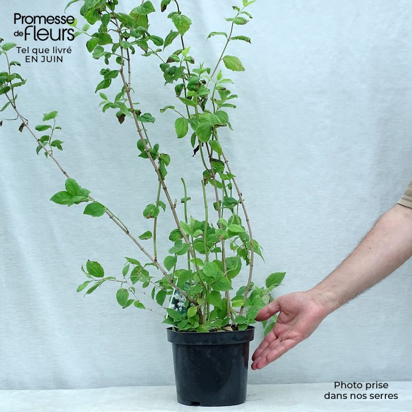 Philadelphus Dame Blanche - Mock Orange 3L/4L pot sample as delivered in summer