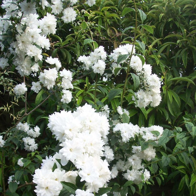 Philadelphus Frosty Morn - Mock Orange (Flowering)