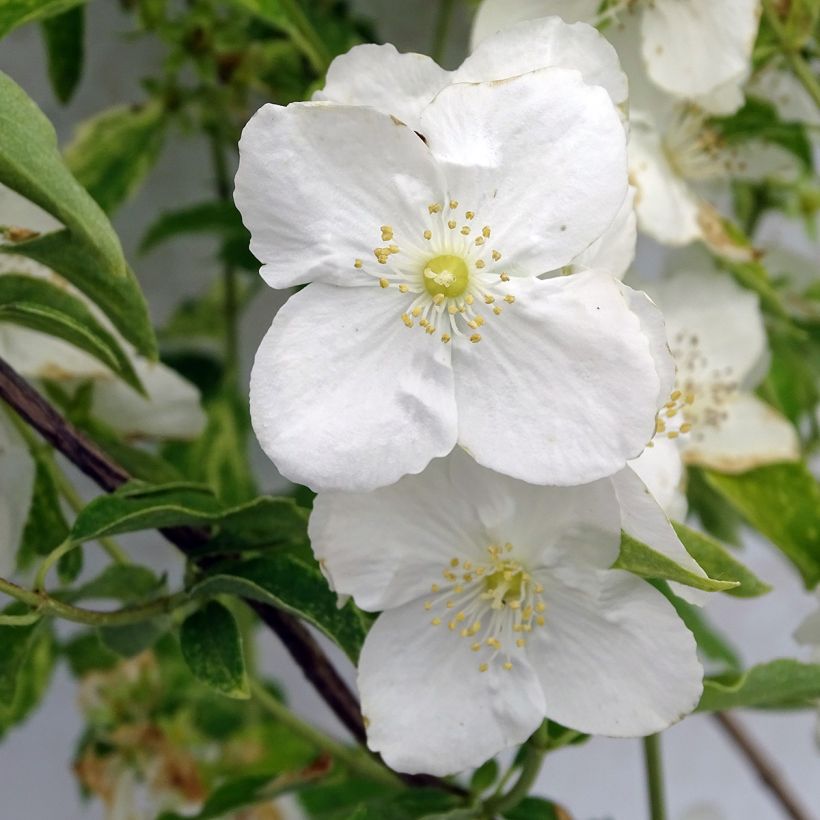 Philadelphus Innocence - Mock Orange (Flowering)