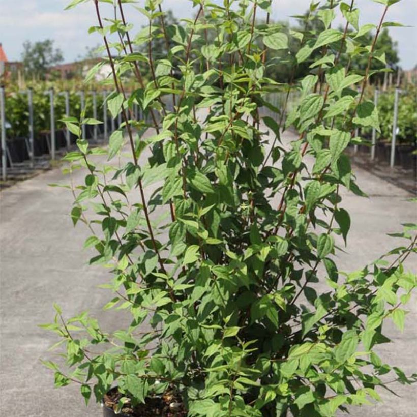 Philadelphus lemoinei - Mock Orange (Foliage)