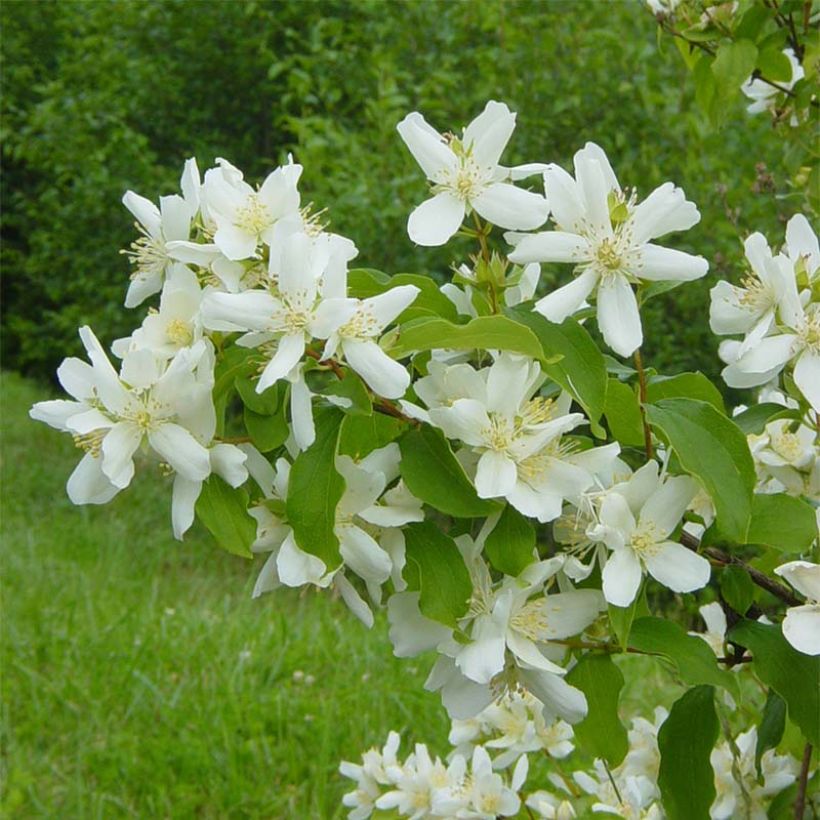 Philadelphus lemoinei - Mock Orange (Flowering)