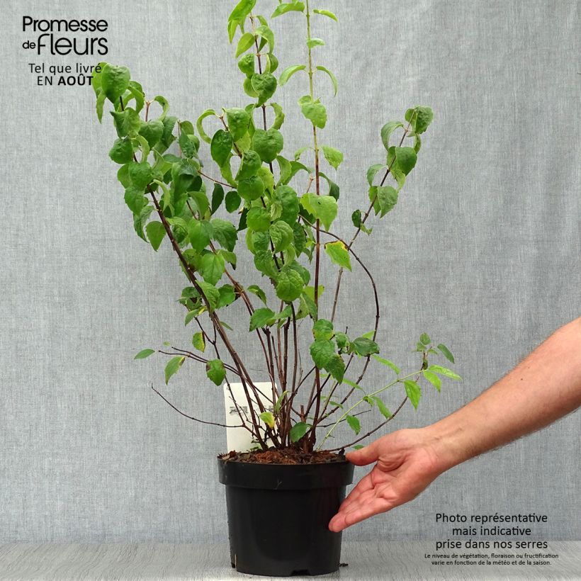 Philadelphus (x) virginalis Minnesota Snowflake 2L/3L pot sample as delivered in summer