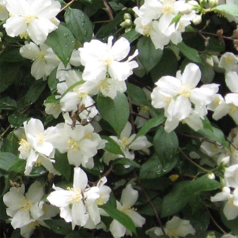 Philadelphus Virginal - Mock Orange (Flowering)