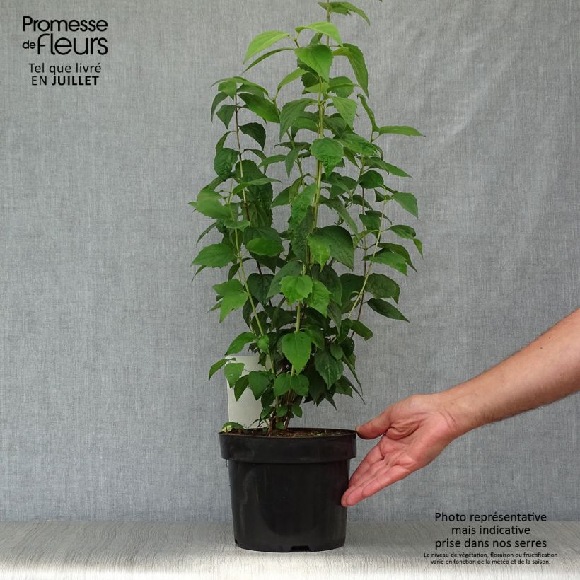 Philadelphus Virginal - Mock Orange 3L/4L pot sample as delivered in summer