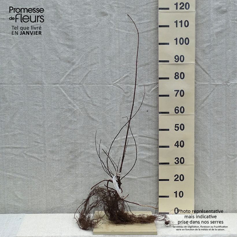 Philadelphus Virginal - Mock Orange Bare root sample as delivered in winter