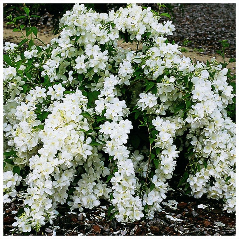 Philadelphus White Rock - Mock Orange (Flowering)