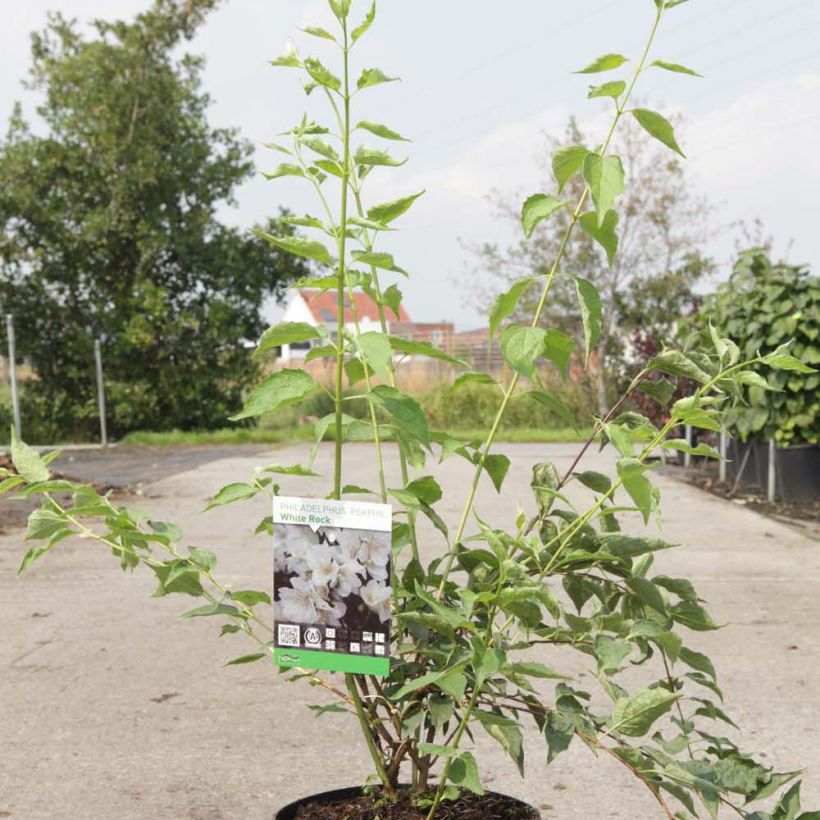 Example of Philadelphus White Rock - Mock Orange 4L/5L pot specimen as delivered