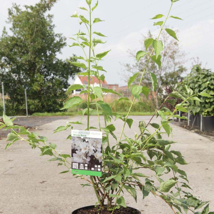 Example of Philadelphus White Rock - Mock Orange specimen as delivered