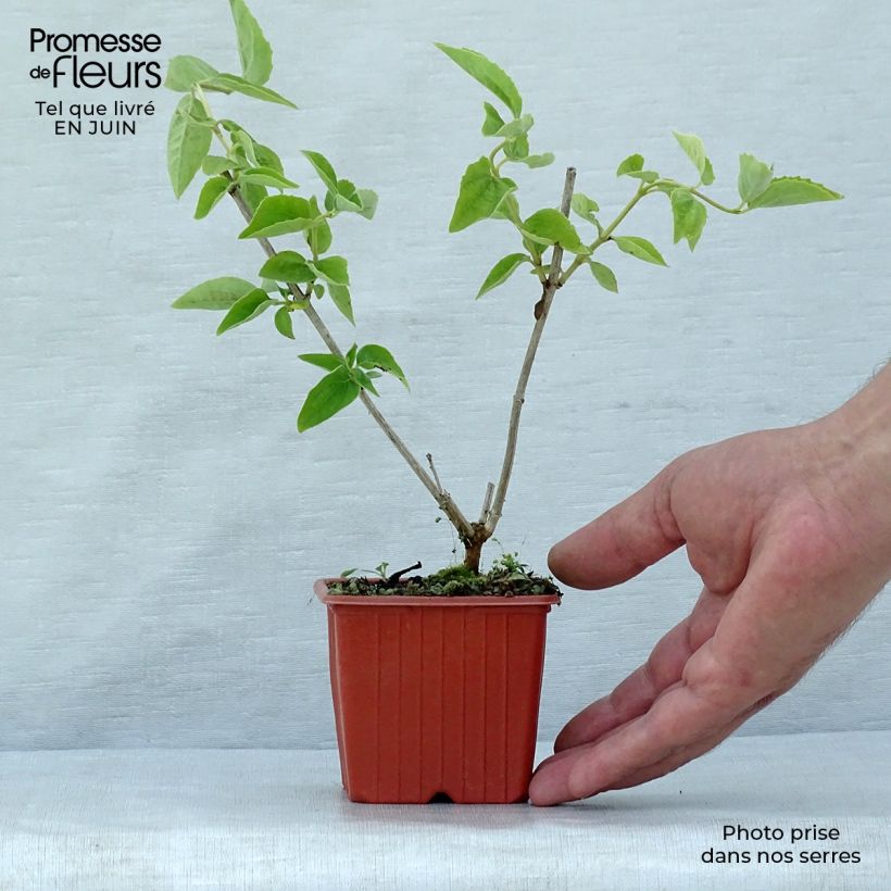 Philadelphus coronarius - Mock Orange 8/9 cm pot sample as delivered in summer