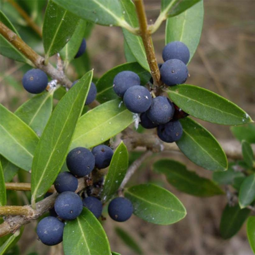 Phillyrea angustifolia - Mock Privet (Harvest)