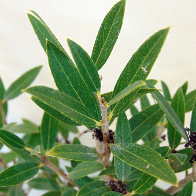 Phillyrea angustifolia - Mock Privet (Foliage)