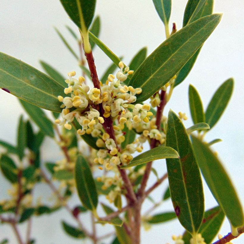 Phillyrea angustifolia - Mock Privet (Flowering)