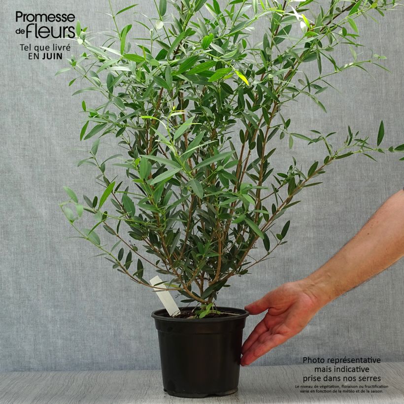 Phillyrea angustifolia - Mock Privet 2L/3L pot sample as delivered in summer