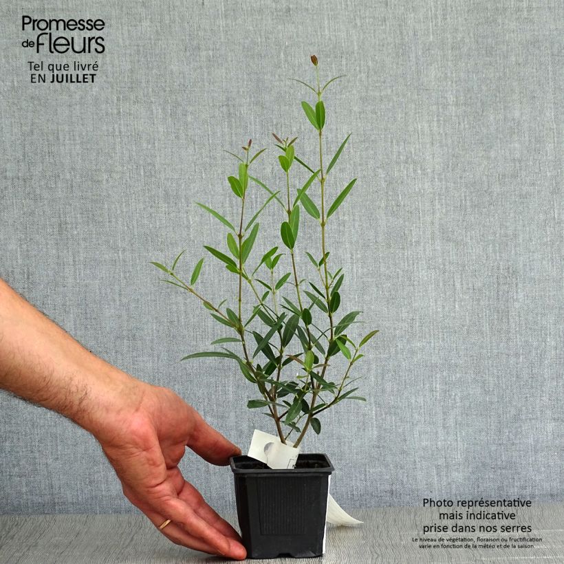 Phillyrea Rosmarinifolia - Mock Privet 8/9 cm pot sample as delivered in summer