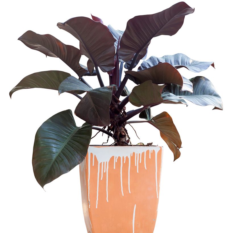 Philodendron Black Cardinal (Plant habit)