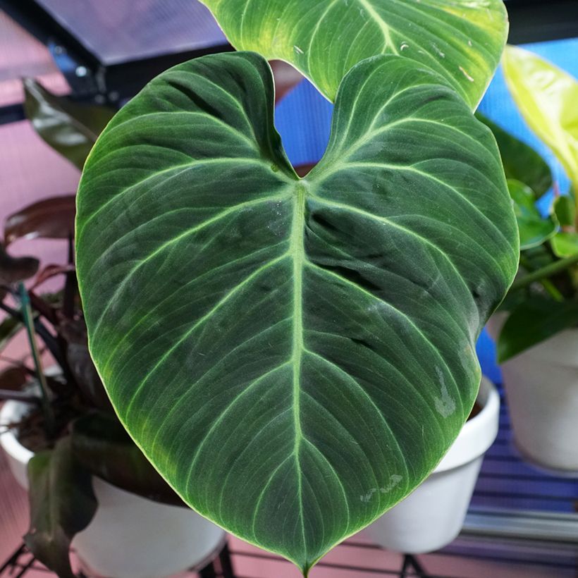 Philodendron rubrijuvenile El Choco Red (Foliage)