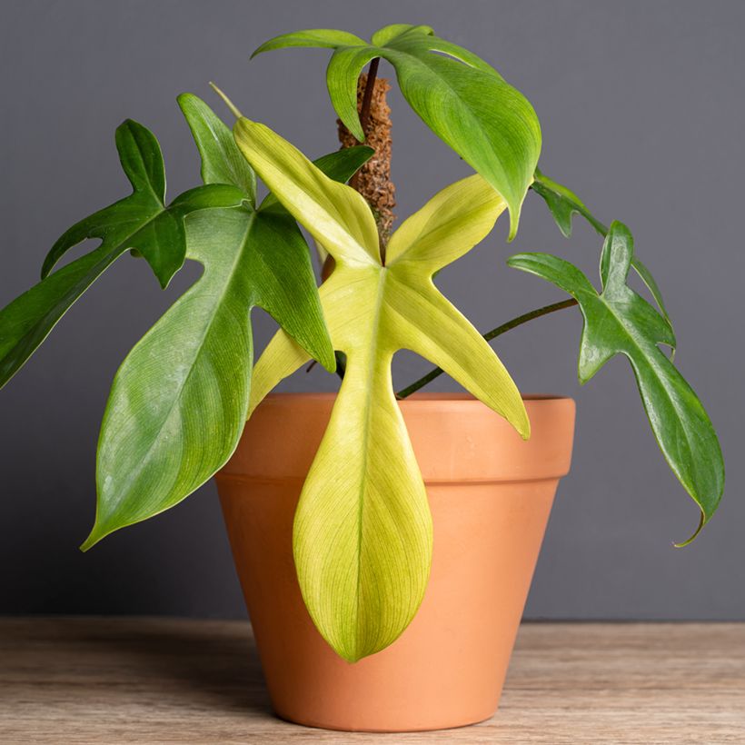 Philodendron squamiferum x pedatum Florida Ghost (Plant habit)