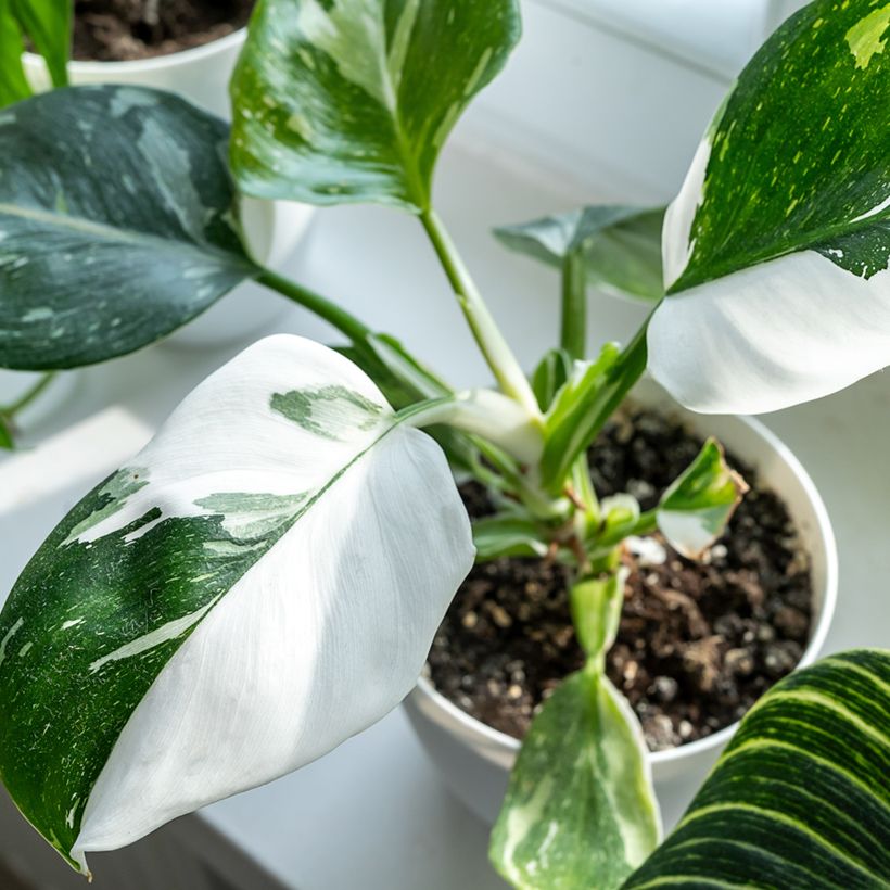 Philodendron x erubescens White Princess (Foliage)