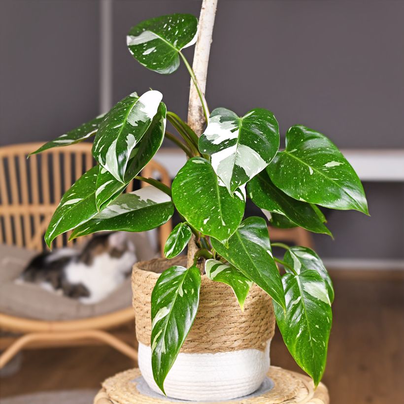 Philodendron x erubescens White Princess (Plant habit)