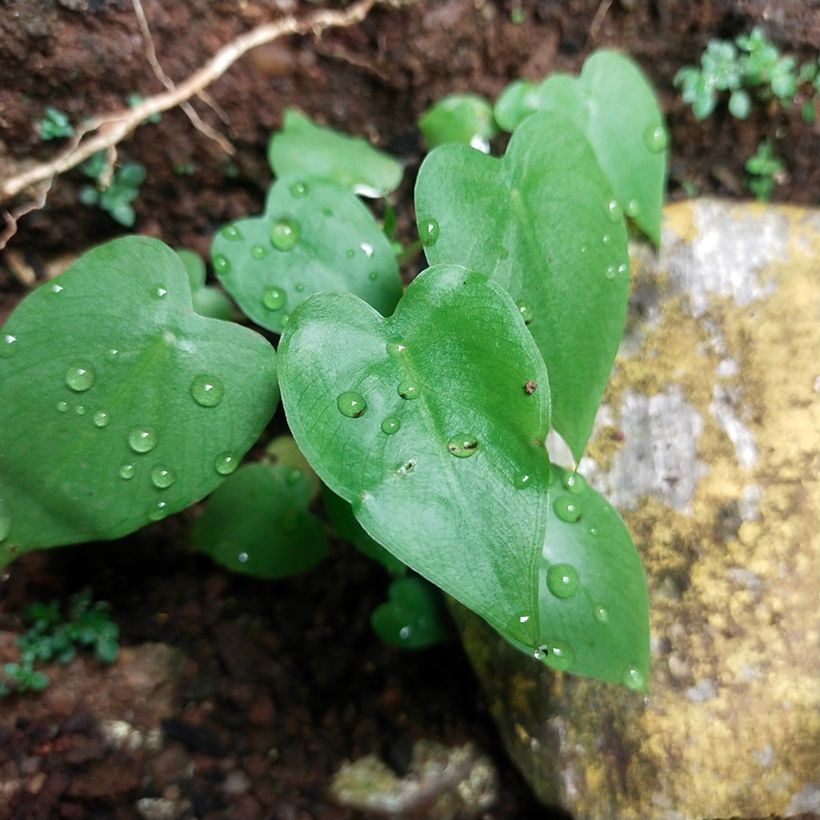 Philodendron scandens - Heartleaf philodendron (Foliage)