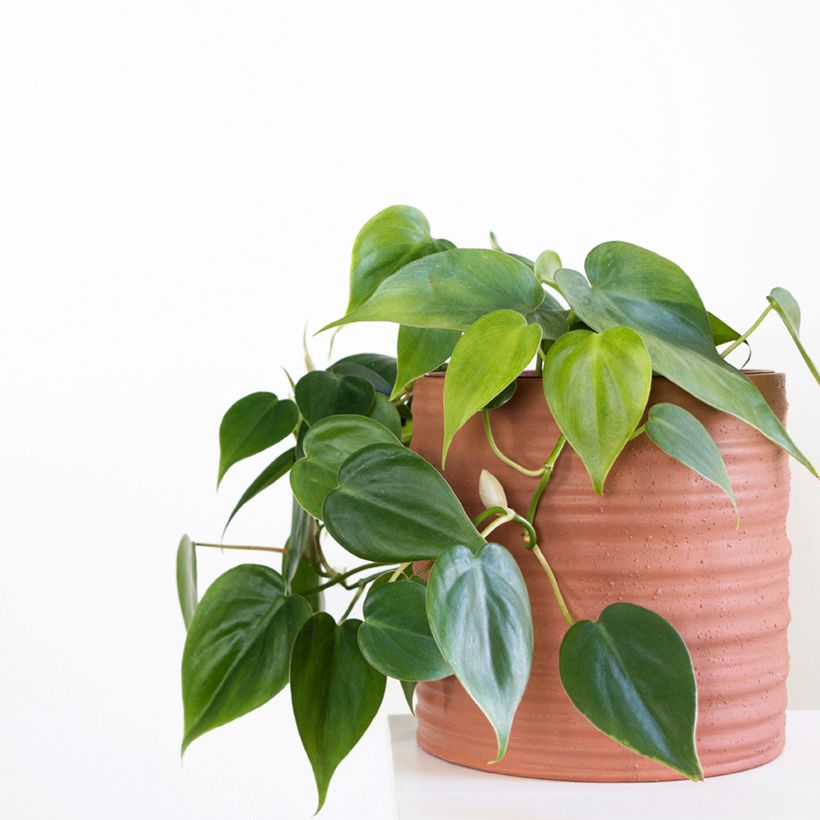 Philodendron scandens - Heartleaf philodendron (Plant habit)