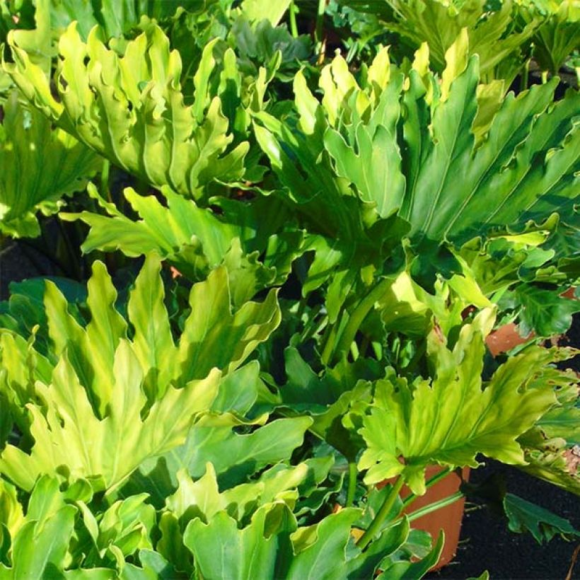 Philodendron xanadu Hope (Foliage)