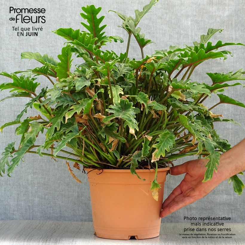 Philodendron xanadu - Thaumatophyllum Pot de 3L/4L sample as delivered in summer