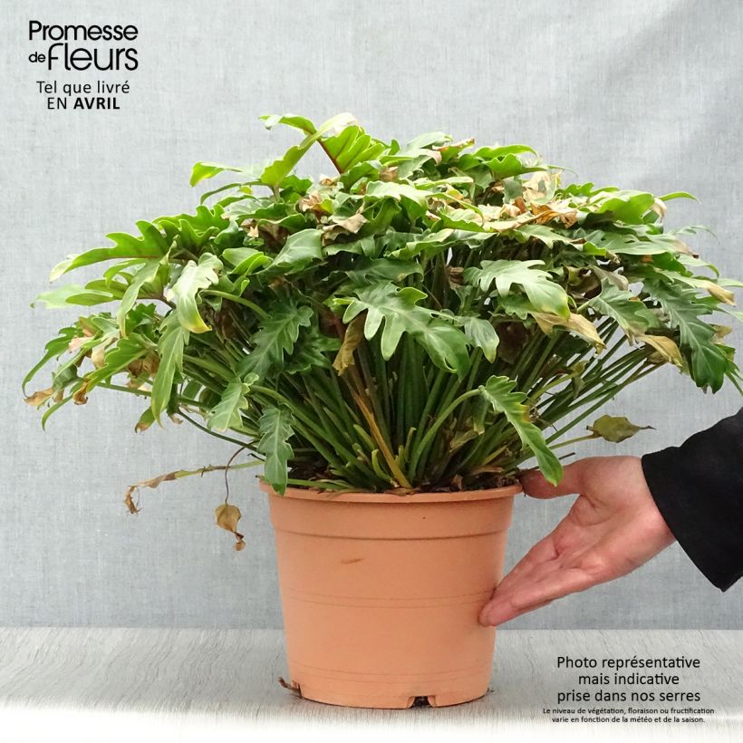 Philodendron xanadu - Thaumatophyllum Pot de 3L/4L sample as delivered in spring