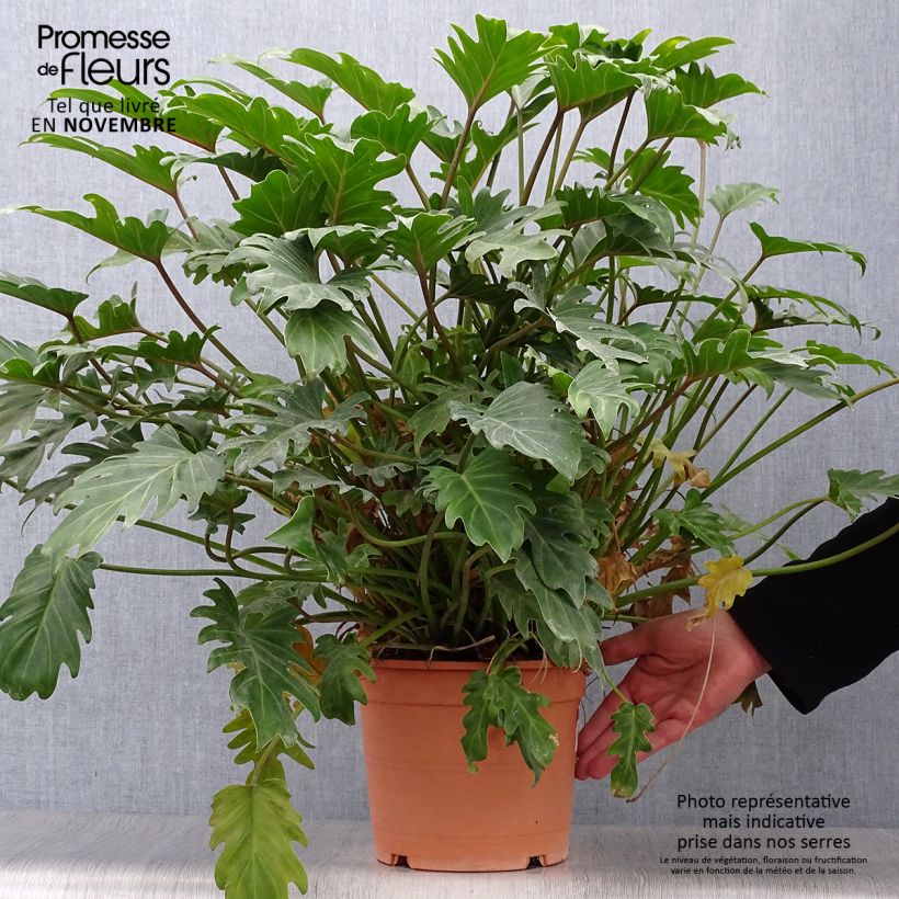Philodendron xanadu 3L/4L pot sample as delivered in autumn