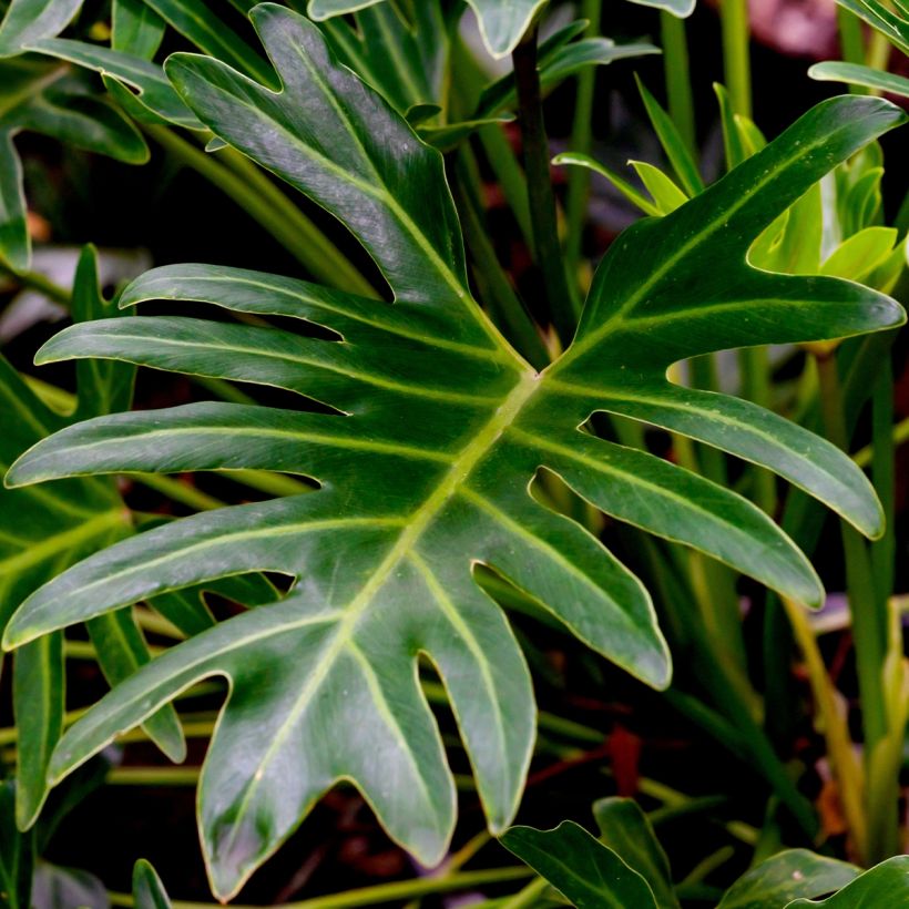 Philodendron xanadu (Foliage)